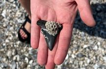 Morris Island Dolphin Cruise and Shelling Trip