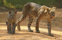 Wilpattu National Park | Private Safari Tours