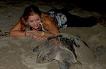 Turtle Camp Puerto Vallarta baby releasing and females laying egg