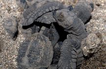 Turtle Camp Puerto Vallarta baby releasing and females laying egg