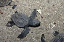 Turtle Camp Puerto Vallarta baby releasing and females laying egg