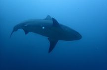 Bull shark experience