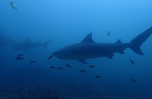 Bull shark experience