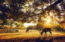 Private Japanese Ancient Tour from Kyoto to Nara