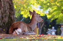 Osaka＆Nara Private Highlights Customizable Tour English Driver
