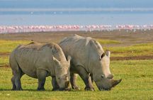 6 Days Private Tour of Masai Mara Lake Nakuru and Amboseli Safari