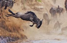 6 Days Private Tour of Masai Mara Lake Nakuru and Amboseli Safari