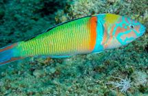 Research diving with a Marine Biologist in Crete