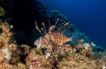 Research diving with a Marine Biologist in Crete