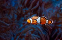 Hurghada Grand Aquarium with Transfer