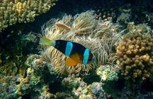 Hurghada Grand Aquarium with Transfer
