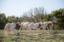 Private Tour to Souss Massa National Park