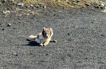 South Coast & Katla Ice Cave Adventure From Reykjavik in a 4x4 