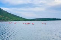 Turtle Swim at TurtleBay visit Flamingos & KnipBeach Safari Truck