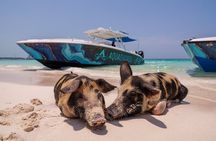  Bahamas Adventure: Pigs, Reef, Turtles, and Beach with Lunch