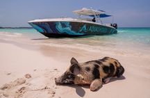  Bahamas Adventure: Pigs, Reef, Turtles, and Beach with Lunch