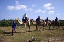 2 Hours Dromedary Ride Tour in Essaouira Morocco