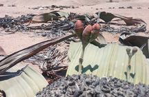 Welwitschia Exclusive Tour in the Moonlandscape, Swakopmund