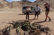 Welwitschia Exclusive Tour in the Moonlandscape, Swakopmund