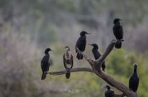 Sinharaja Rainforest & Madu River Boat Safari [ALL INCLUSIVE]