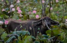 Sinharaja Rainforest & Madu River Boat Safari [ALL INCLUSIVE]