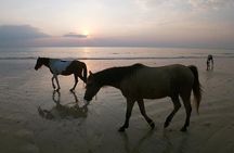 Scenic Sunset Horse Rides on the Beach in Koh Samui