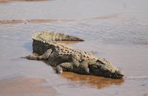 Kruger National Park Full Day Safari (Hoedspruit)