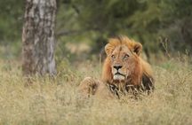 Kruger National Park Full Day Safari (Hoedspruit)