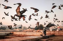  Pushkar: Private Guided day tour From Jaipur 