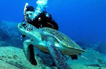 First-Time Scuba Dive – Turtle Habitat, Small Groups, Costa Adeje