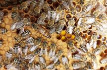 Melissini Beekeeping Experience