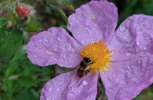 Melissini Beekeeping Experience