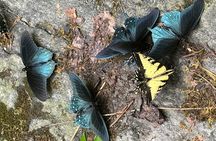 2.5-3 hour Smoky Mountain Cherokee Blue Ridge Parkway Safari tour