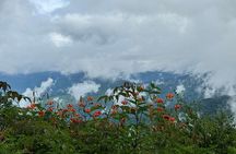 3.5-4 HR Guided Cataloochee Valley Jeep Safari & Elk Adventure