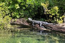 Gator Viewing Clear Kayak Springs Tour