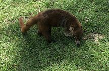 Treasures of the Mayan World: Tikal, Yaxha, Blue Crater, Flores Island