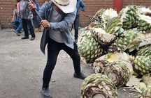Agave Adventures Mexico