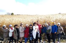 Jeju bus tour with professional English guide for cruise customer