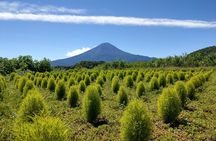 From Tokyo: Mount Fuji, Cruise and Sake Tasting Tour