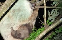 2x1 Guided Tour Combo Hanging Bridges and Night Walk