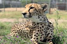 Giraffe Encounter and Cheetah Outreach with Wine Tasting