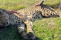 Cape Town Wine Tasting and Giraffe House, Cheetah Encounter Tour