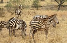 6 Days Shared Safari Tour To Masai Mara, Lake Nakuru and Amboseli
