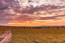 7 Days Safari Masai Mara Nakuru and Amboseli in Upgraded hotels