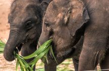 Galle/Mirissa/Tangalle: Transfer to Ella & Yala/Udawalawa Safari