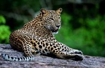 Galle/Mirissa/Tangalle: Transfer to Ella & Yala/Udawalawa Safari
