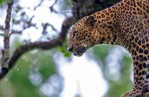 Yala Safari Day Trip from Mirissa/Weligama/Galle/Tangalle areas