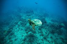 Private Turtle Snorkel & Cruise Waikiki