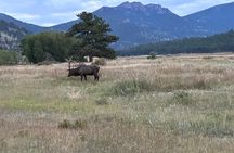 Ruttin Elk Mating Tour on Rocky Mountain National Park