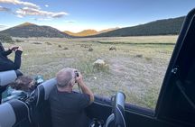 Ruttin Elk Mating Tour on Rocky Mountain National Park